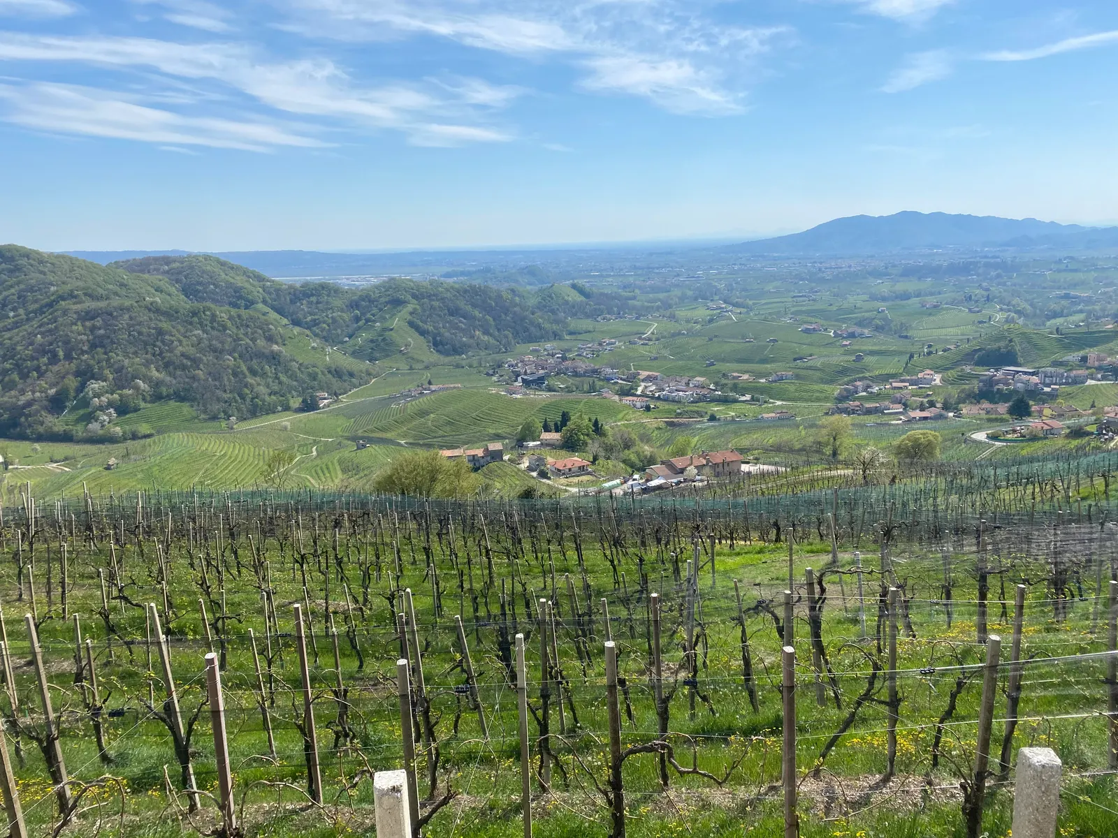 Vineyards at Santo Stefano di Valdobbiadene in April, looking south over the Prosecco hills